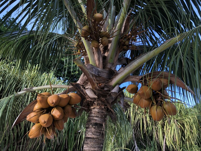 Cocotier