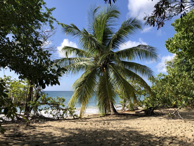 Plage de Pont Café, cocotier